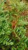 Seedpods and leaves in August in Bagaevskiy rayon, Russia
