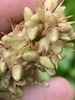 Seedpods in May in Jackson County, North Carolina