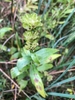 Seed pods in November in Beaufort County, South Carolina