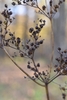 Seedpods in October in Moscow, Russia