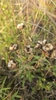 Seedpods in September in Rochester, Washington