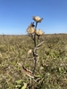 Seedpods in September in Verkhnedonskoy rayon, Russia