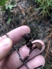 Seed Pods in OCtober