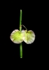 Seeds in June in Barcelona, Spain
