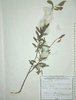 Seeds in May in Volyn, Ukraine