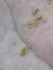 Seeds Closeup - November - Wake Co., NC