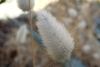 Seeds in October in Corse in France