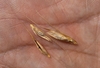 Seeds in September in British Columbia, Canada