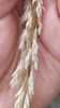 Frosty appearance seeds in October in Beijing, China