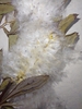 Seeds close-up in May in Volyn, Ukraine