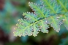 Selaginella kraussiana 'Gold Tip'
