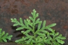 Selaginella braunii