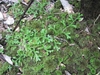 Selaginella kraussiana 'Aurea'