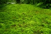 Selaginella kraussiana 'Aurea'