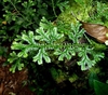 Selaginella kraussiana