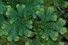 Selaginella uncinata