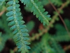 Selaginella uncinata