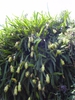Selenicereus undatus