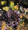 Sempervivum tectorum