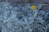 Senecio cineraria