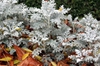 Senecio cineraria