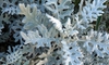 Senecio cineraria