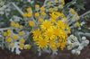 Senecio cineraria