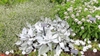 Form