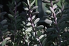 Senecio crassissimus