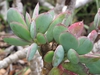 Senecio crassissimus