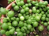 Round succulent leaves.