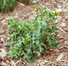 Senecio vulgaris L.