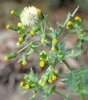 Senecio vulgaris L.