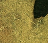 Senecio vulgaris L.