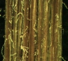 Senecio vulgaris L.