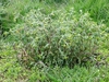 Form