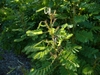 shrub with pinnate leaves and bean-like pods.