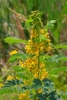 shrub with pinnate leaves and clusters of yellow flowers.