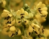 Yellow flowers with dark brown anthers.