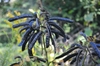 Shrub with clusters of dark brown bean pods.