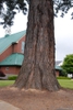 Bark