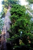Sequoia sempervirens