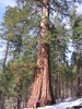 Sequoiadendron giganteum