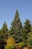 Sequoiadendron giganteum