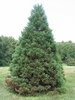 Sequoiadendron giganteum