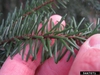 Picea omorika