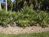Palms growing as bushes forming a screen