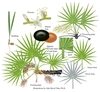 Color illustrations of the technical details of this species.