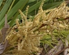 Flower clusters