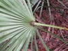 Underside of leaves